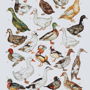 Razze di anatre Illustrazione Stampa