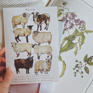 Watercolour Illustration A5 Greeting Cards Sheep