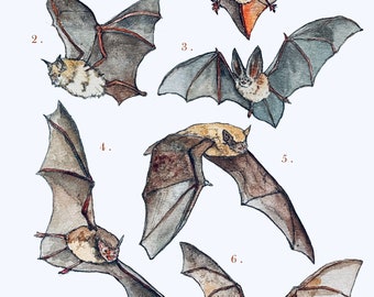 Bats A4 Illustration Print