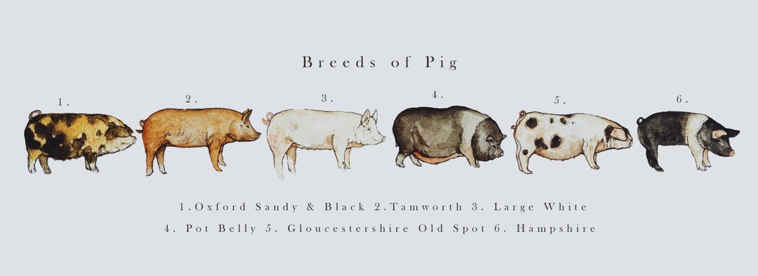 Breeds of Pig Illustration Print - Etsy