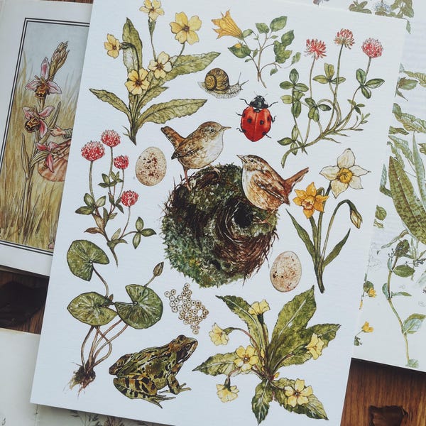 Spring Garden Illustration Print
