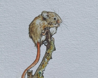 May include: A watercolour painting of a brown mouse with a long tail sitting on a branch. The mouse is looking to the right and has a light brown body with a white belly. The branch is brown and has green moss growing on it.