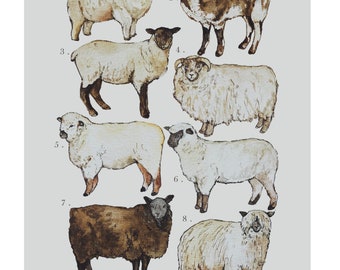 Breeds of Sheep Illustration Print