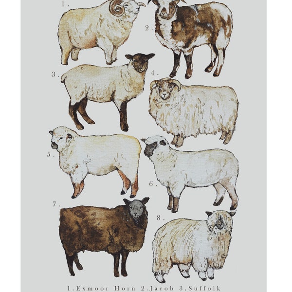 Breeds of Sheep Illustration Print