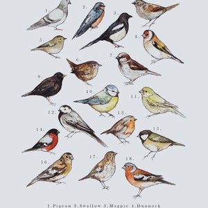 Stampa di illustrazione di uccelli da giardino