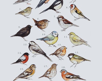 Garden Birds A4 Illustration Print