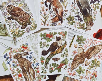 Paquete múltiple de postales de fauna de Burren / A6, mini lámina artística, postal, postal de viaje, correo postal, arte paisajístico, lámina artística cottagecore