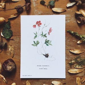 Wildflower Series: Bloody Cranesbill A6 Illustration Print