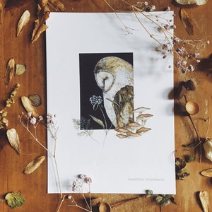 Sleeping Owl A5 Illustration Print