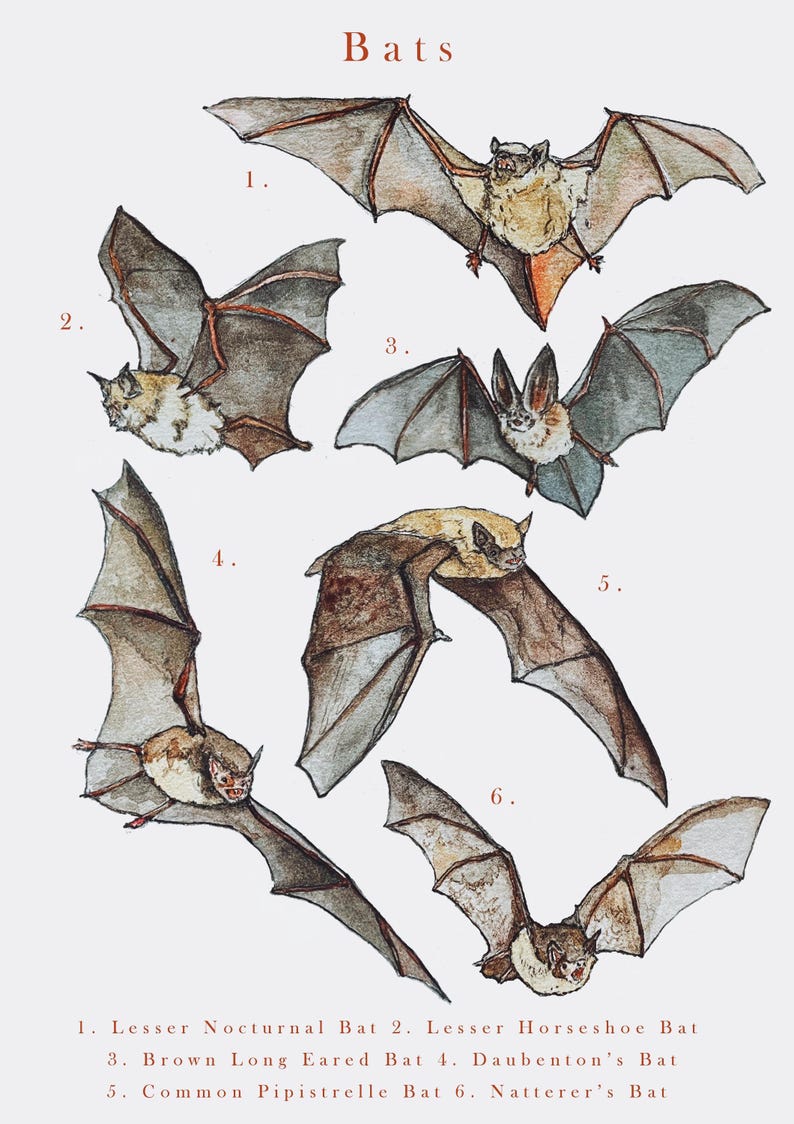 How Many Bat Names Bats Illustration Print - Etsy