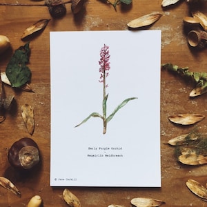 Wildflower Series: Early Purple Orchid A6 Illustration Print