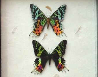 Beautiful Sunset moths/butterflies mounted on hand made paper with banana leaves