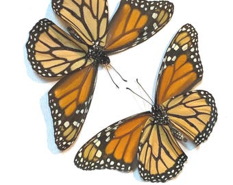 2 Monarchs in 8x8 Black Frame FREE SHIPPING!