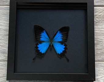 Ulysses Blue Butterfly in 8x8 black Frame
