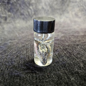 May include: A small glass vial with a black cap, containing a preserved amphibian. The amphibian is a light grey and tan colour with dark spots. The liquid inside the vial is clear.