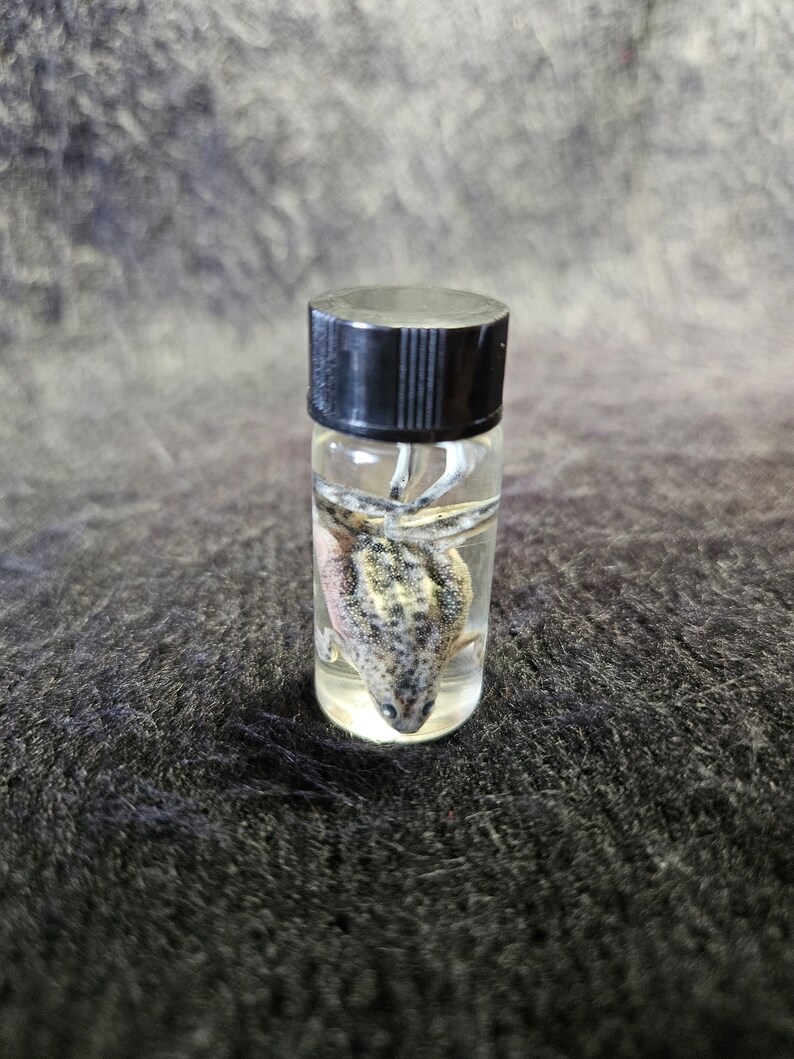 May include: A small glass vial with a black cap, containing a preserved amphibian. The amphibian is a light grey and tan colour with dark spots. The liquid inside the vial is clear.