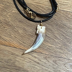 Rare White-Striped Badger Claw and 14k Gold Pendant on 23.5” Leather Cord