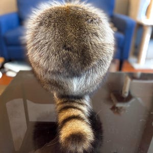 Canadian Raccoon Fur Davey Crockett Hats Extra High Quality Three Sizes Poly Satin Lining