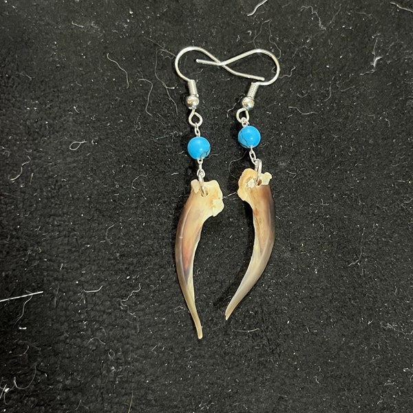 Real XS Badger Claw and Turquoise Earrings