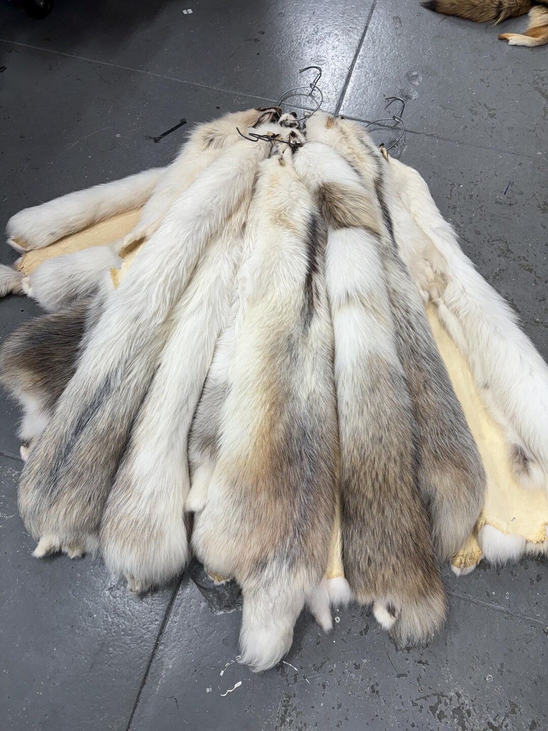 Massive Arctic Marble Finn Raccoon Pelt Spotted Wholesale Deal 4X Fur ...