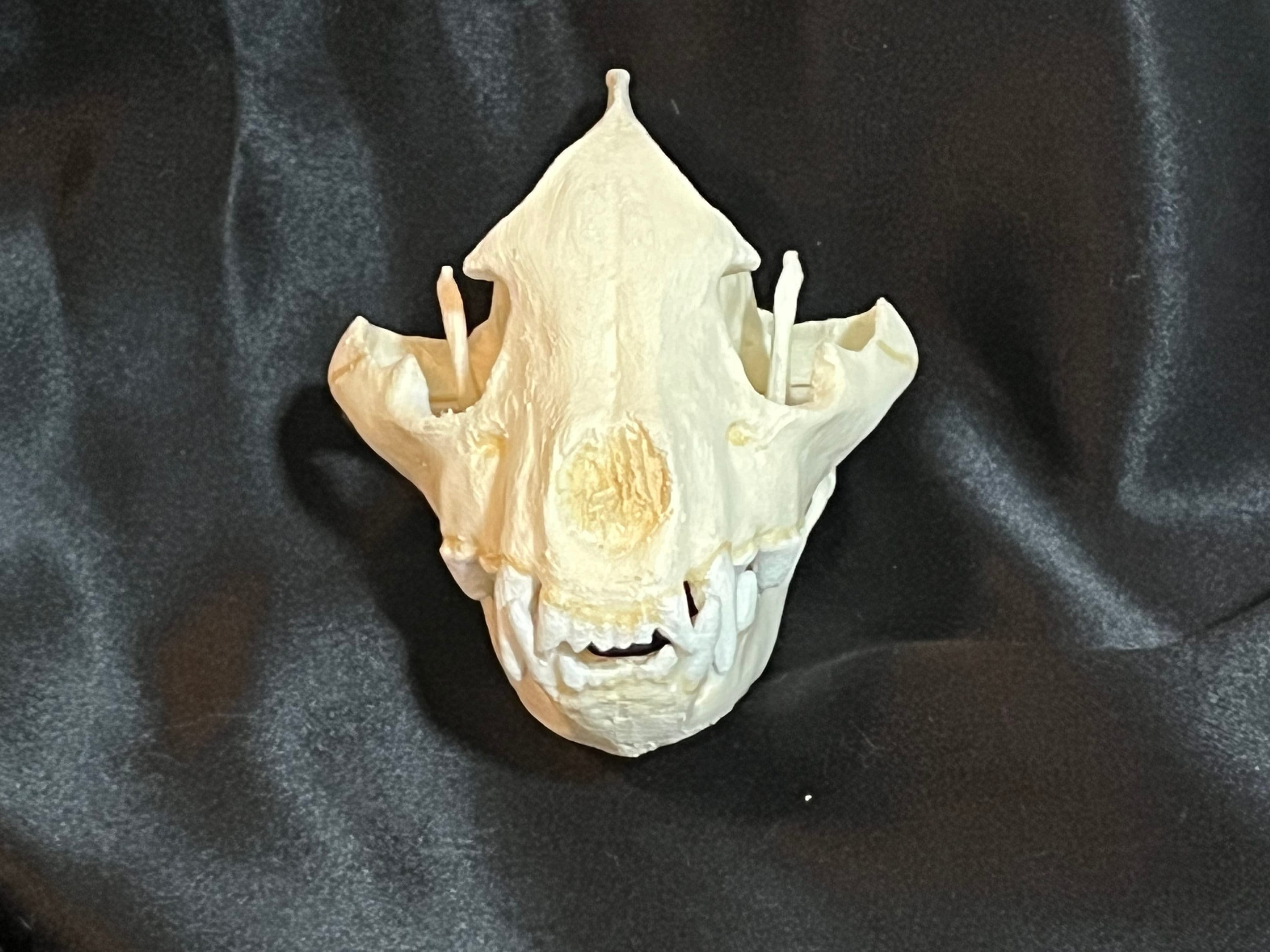 Replica Spotted Hyena Skull 3D Printed Hand Painted Etsy