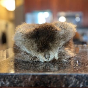 Beaver Mountain Man Hat With Optional Face and Tail Silk Lining Three Sizes