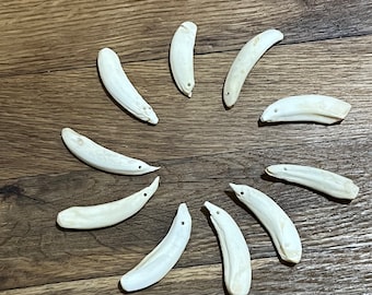 Drilled Pig Incisors for Making Jewelry for 1