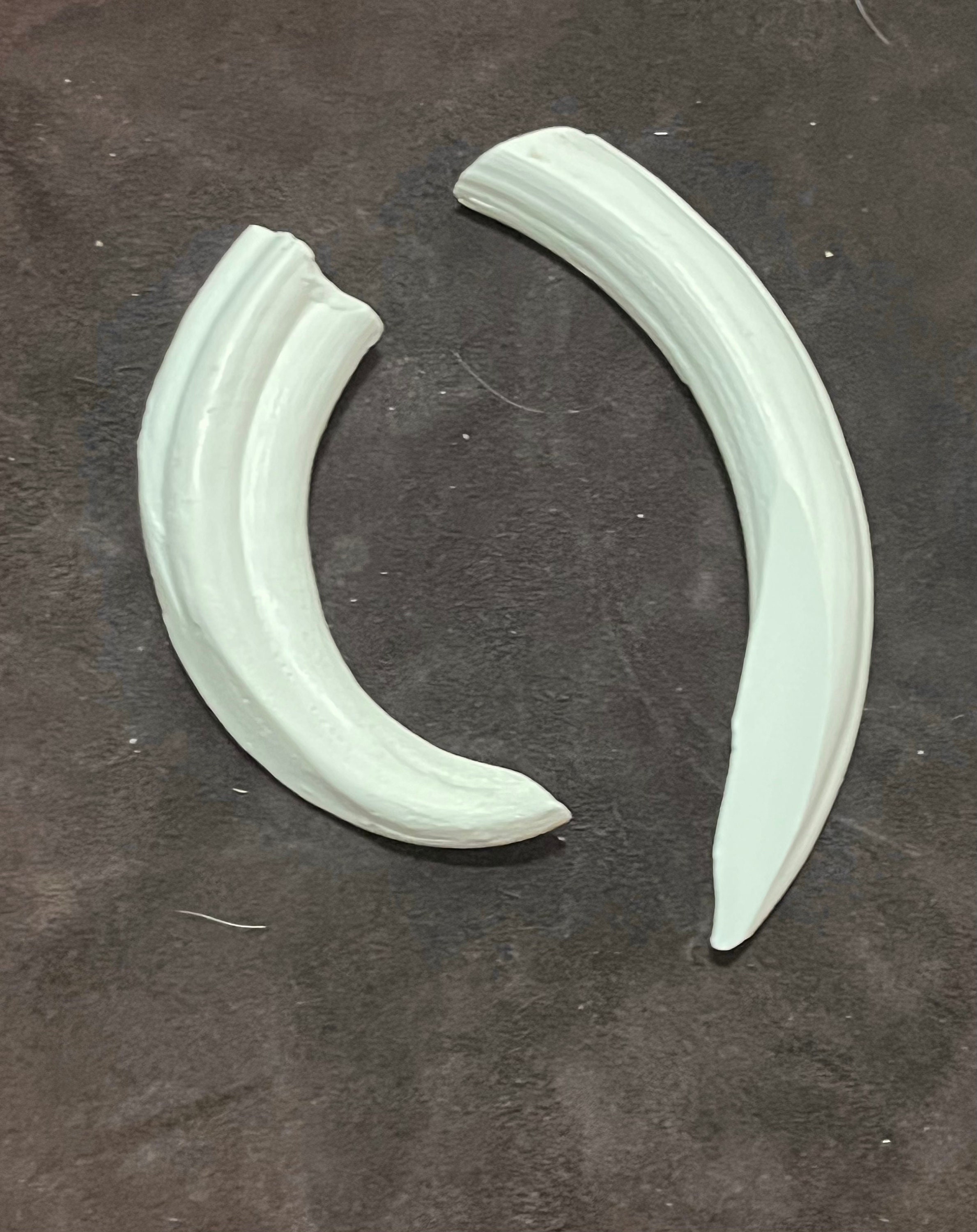Replica Warthog Tusks Hand Made Resin PAIR Upper and Lower - Etsy