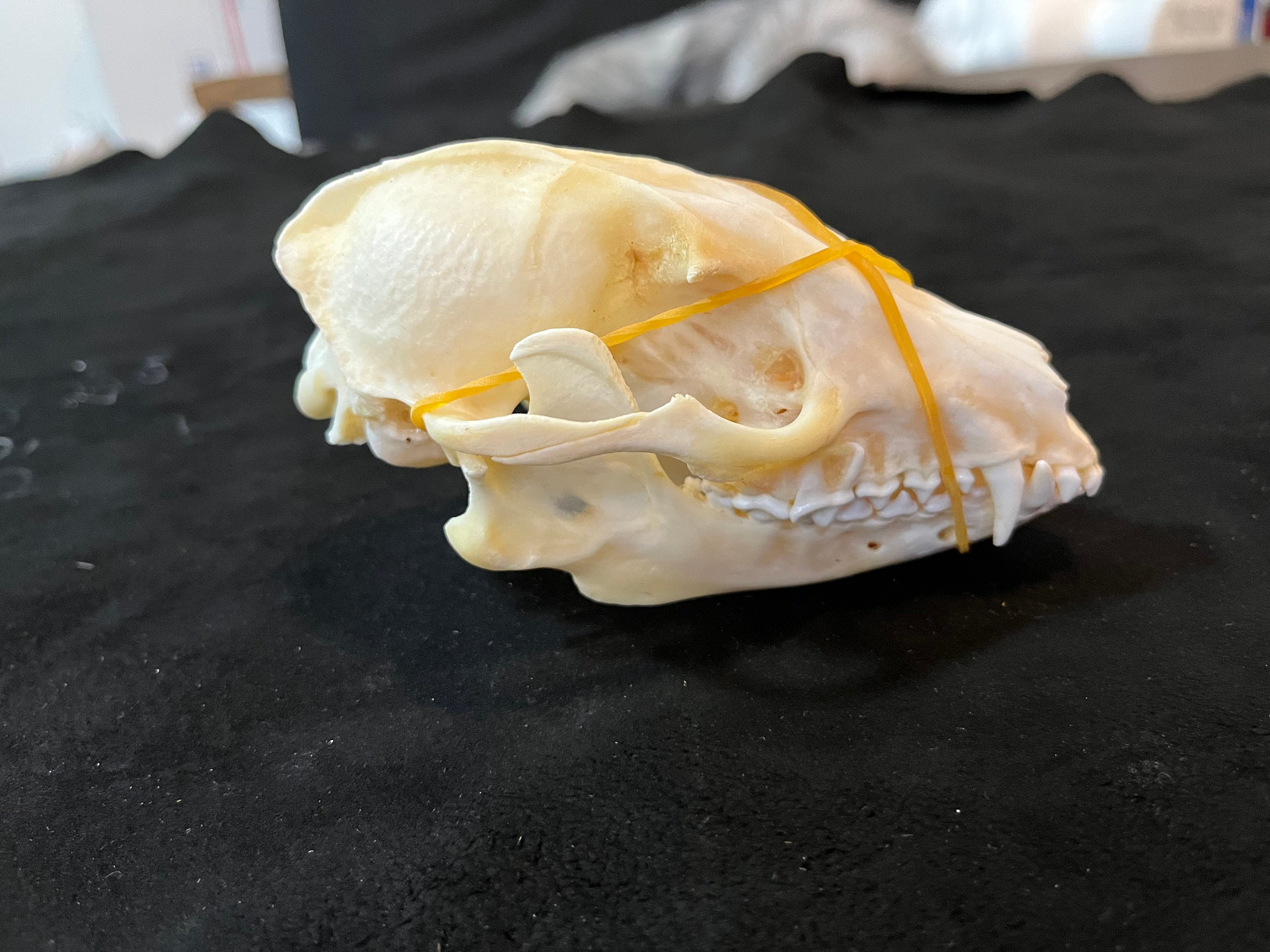 Real Tanuki Finn Raccoon Skull
