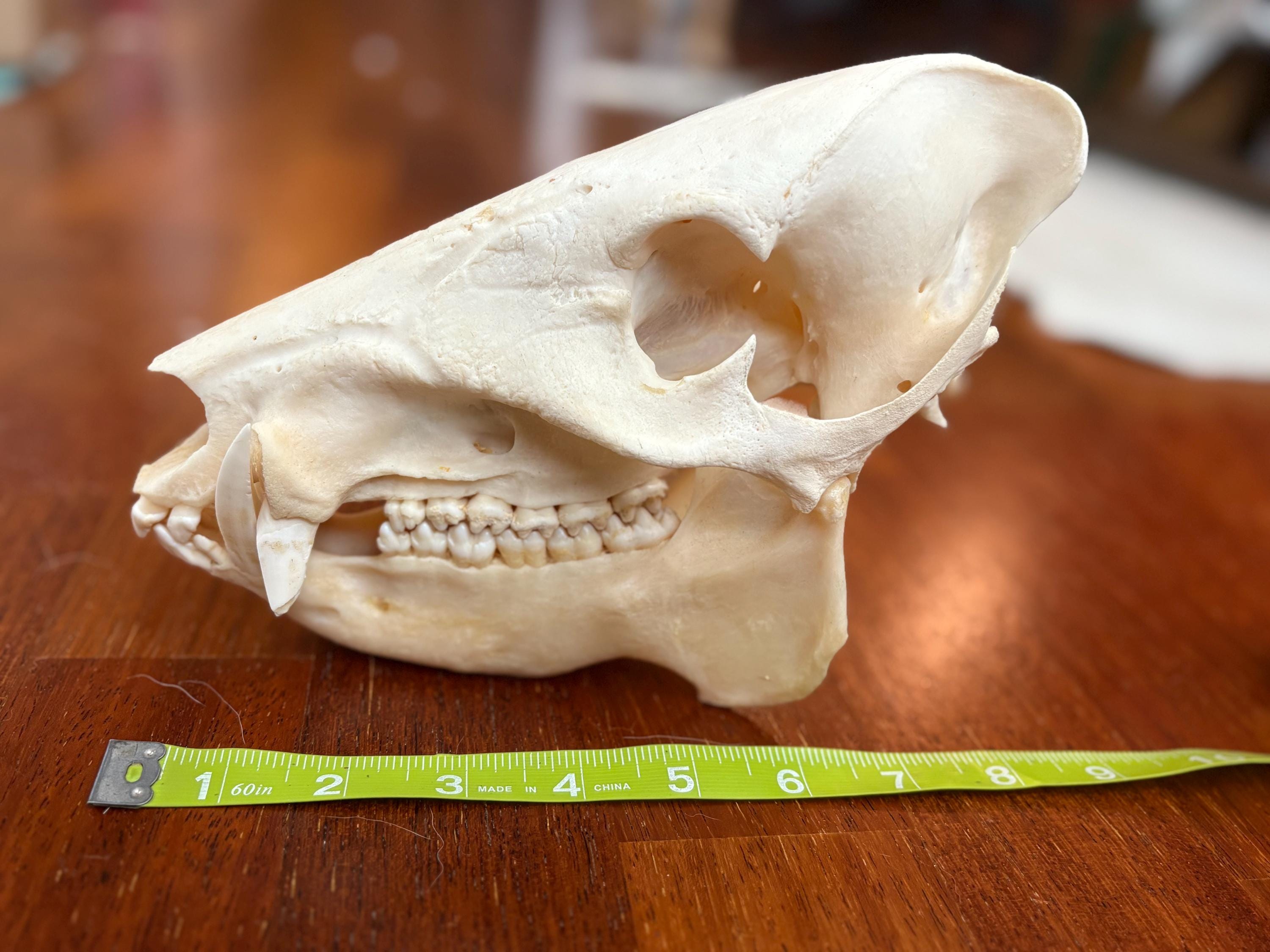 Real Javelina Peccary Pig Skull High Quality Hunter Cleaned
