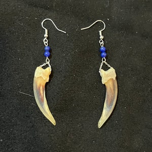 Real Badger Claw and Lapis Lazuli Drop Earrings