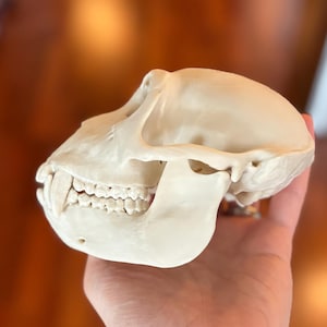 May include: A detailed, off-white primate skull, showcasing the jaw, teeth, and cranial structure. The skull is held in a hand, with a blurred background. This anatomical model is ideal for educational purposes or as a unique decorative item.