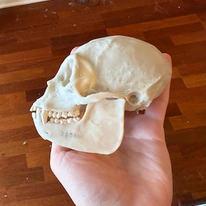 May include: A light-colored primate skull with visible teeth and jawbone. The skull is held in a hand, showcasing its detailed structure. The jawbone has the number "32430" printed on it.