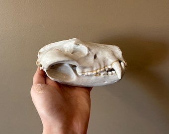 Tasmanian Devil Skull Replica Hand Painted To Scale