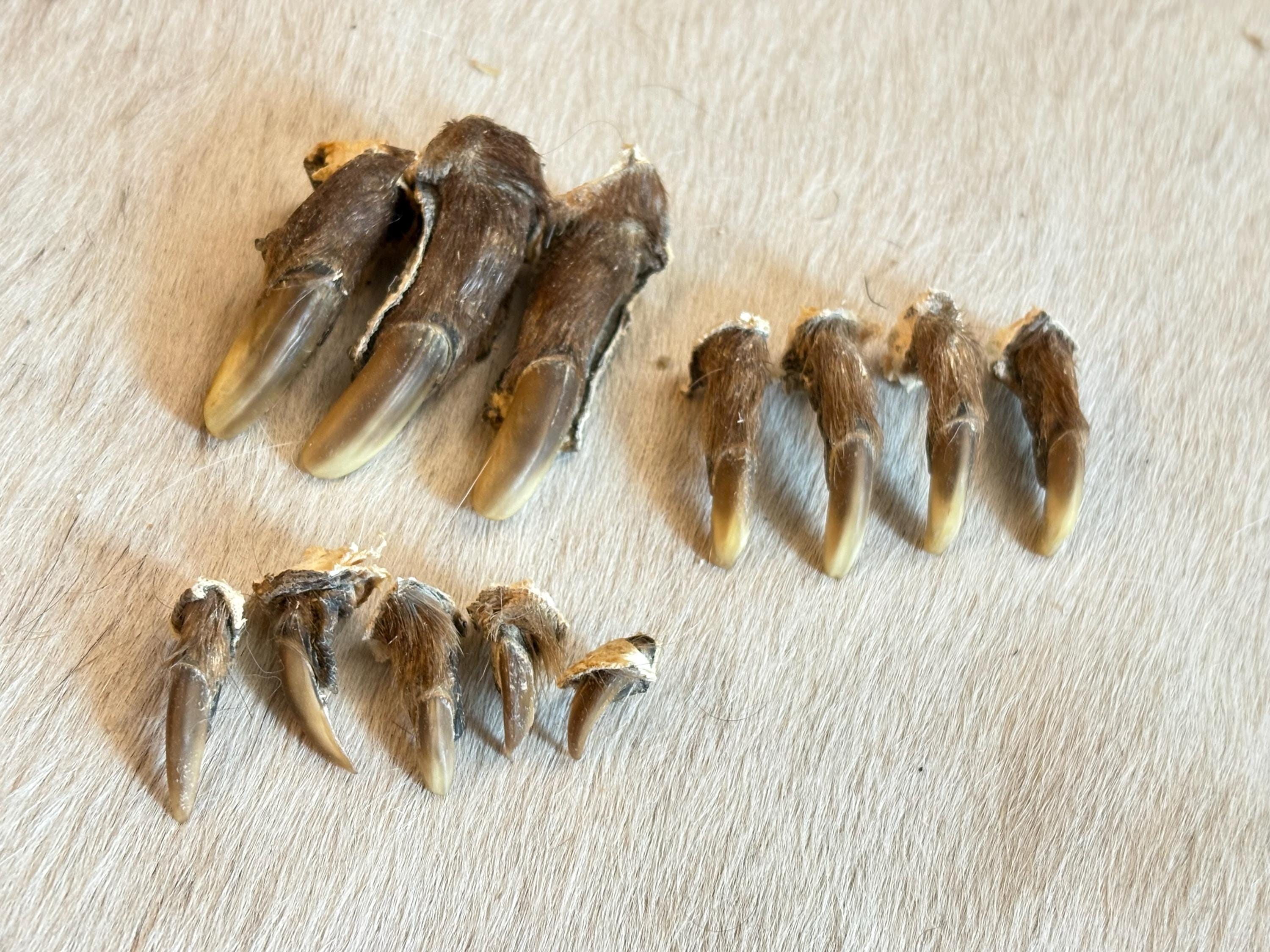 Real Beaver Toes Set of 12 With Claws - Etsy