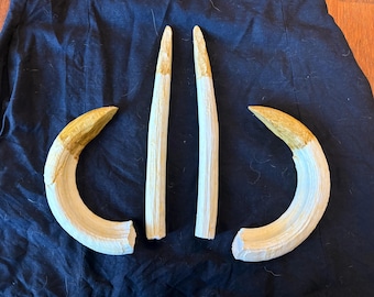 Hippo Lower Tusk Set of Four Replicas Life Size 3D Printed Hand Painted
