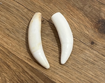 XL Gator Tooth Replica Set of 3 Very Realistic Resin