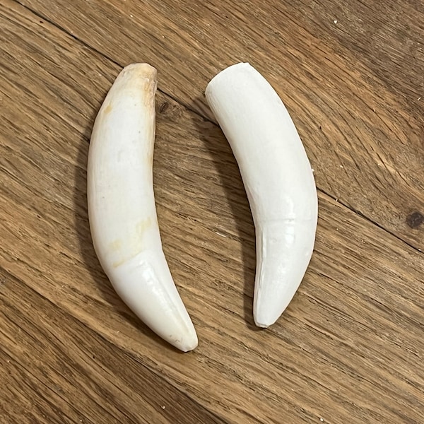 XL Gator Tooth Replica Set of 3 Very Realistic Resin