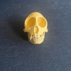 Guenon Monkey Skull Replica 3D Printed Hand Painted Handmade To Scale