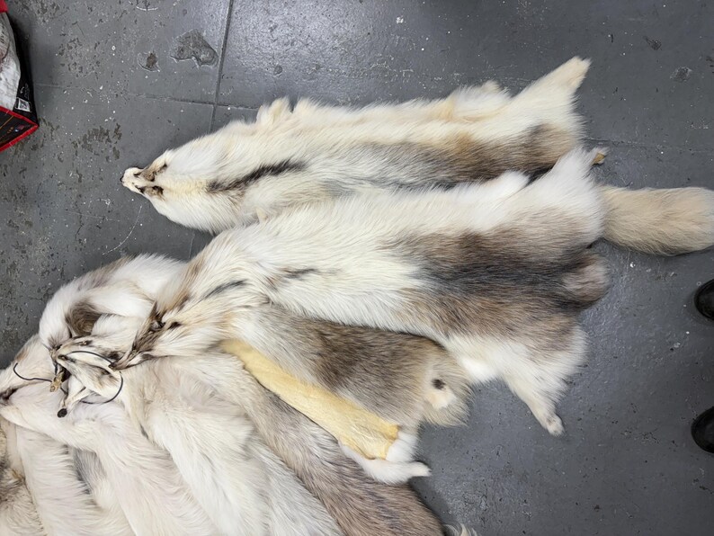 Massive Arctic Marble Finn Raccoon Pelt Spotted Wholesale Deal 4X Fur ...