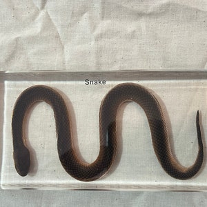 Preserved Water Snake in Resin