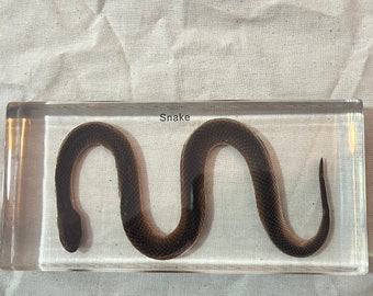 Preserved Water Snake in Resin