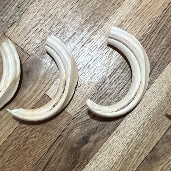 XXL Replica Warthog Tusks Hand Made Resin Painted