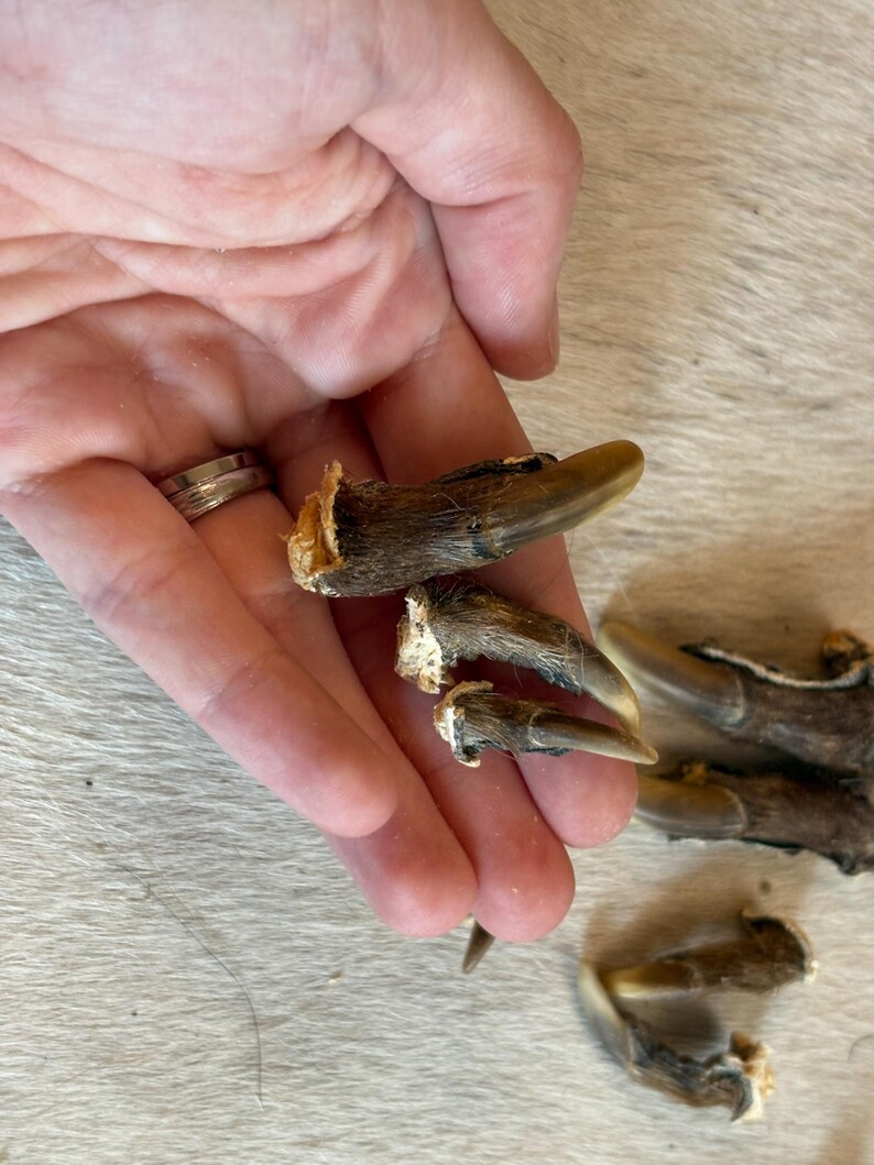 Real Beaver Toes Set of 12 With Claws - Etsy