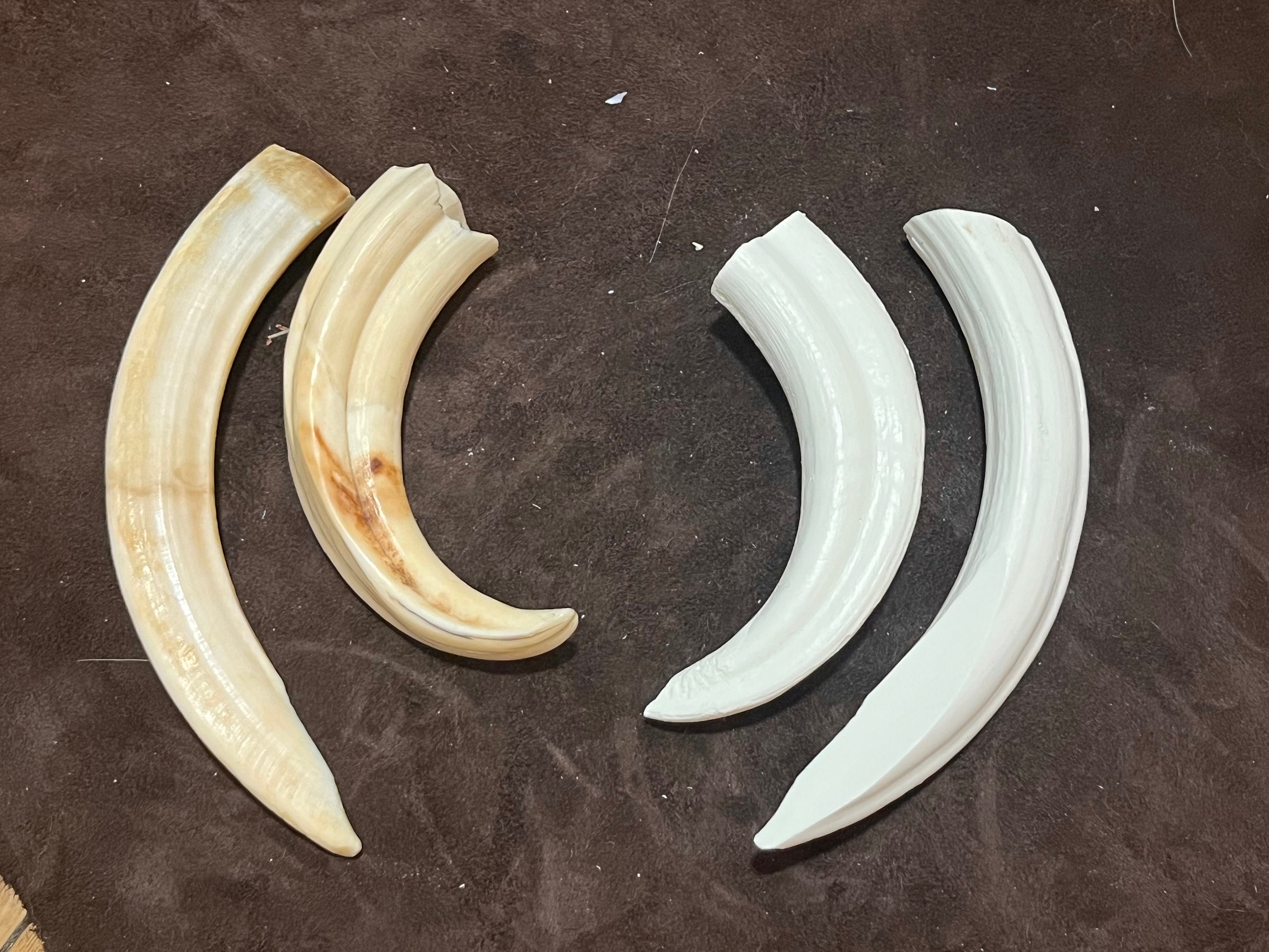 Replica Warthog Tusks Hand Made Resin PAIR Upper and Lower - Etsy