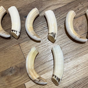 Replica Hippo Tusks Realistic Hand Painted Resin PAIRS