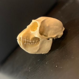 Colobus Skull LIFESIZE REPLICA Hand Painted Resin With Removable Jaw