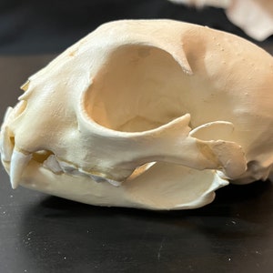 Canada Lynx Skull Replica 3D Printed TO SCALE Hand Painted
