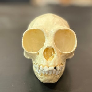 Female Gibbon Skull Replica 3D Printed Resin Handmade To Scale