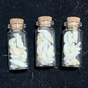 May include: Three small glass bottles with cork stoppers, each filled with white, curved objects. The bottles are clear, allowing a view of the contents. The background is a dark, textured surface.